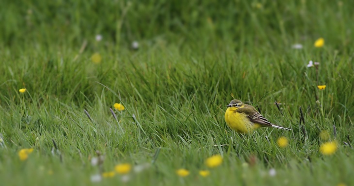 Fra ornit.dk's arbejdsmark: Gul Vipstjert, Sønderjylland