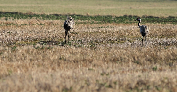 Fra ornit.dk's arbejdsmark: Traner, Thy