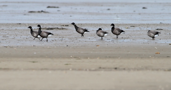 Fra ornit.dk's arbejdsmark: Knortegæs, Fanø