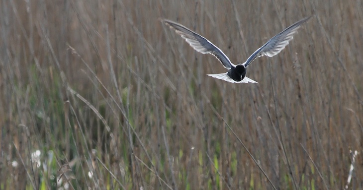 Fra ornit.dk's arbejdsmark: Sortterne, Vejlerne