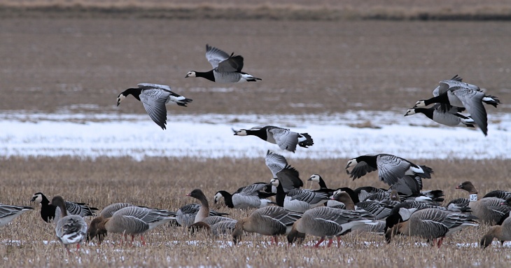 Fra ornit.dk's arbejdsmark: Bramgæs og Kortnæbbede Gæs, Hannæs