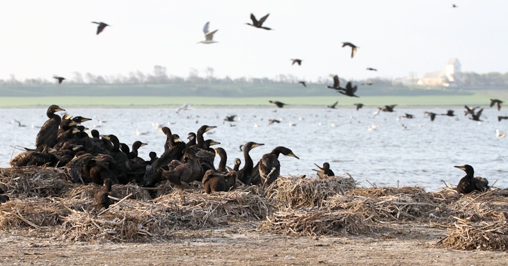 Fra ornit.dk's arbejdsmark: Skarver, Vejlerne