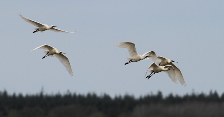 Fra ornit.dk's arbejdsmark: Skestorke, Vejlerne