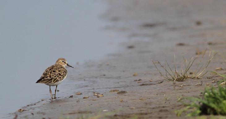 Fra ornit.dk's arbejdsmark: Temmincksryle, Vejlerne
