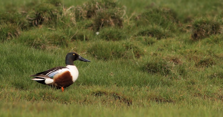 Fra ornit.dk's arbejdsmark: Skeand, Vejlerne
