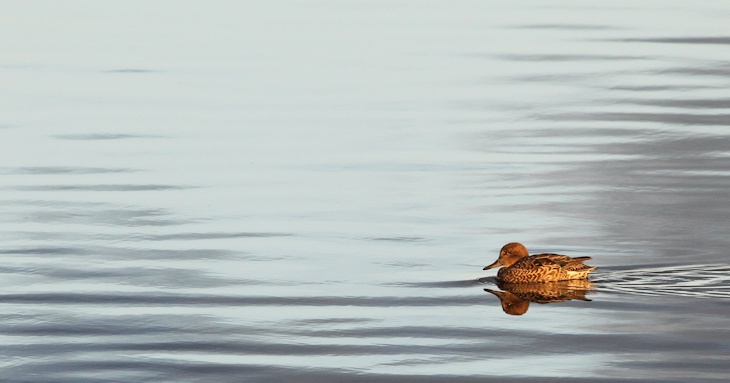 Fra ornit.dk's arbejdsmark: Krikand, Vejlerne