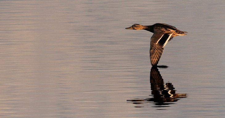 Fra ornit.dk's arbejdsmark: Gråand, Vejlerne