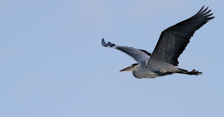 Fra ornit.dk's arbejdsmark: Fiskehejre, Vejlerne