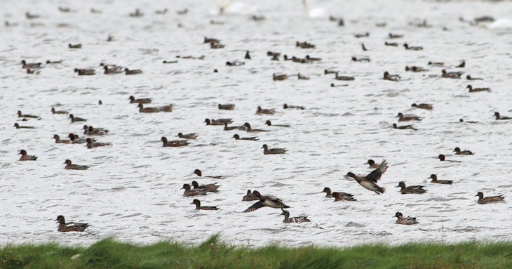 Fra ornit.dk's arbejdsmark: Pibeænder, Limfjorden