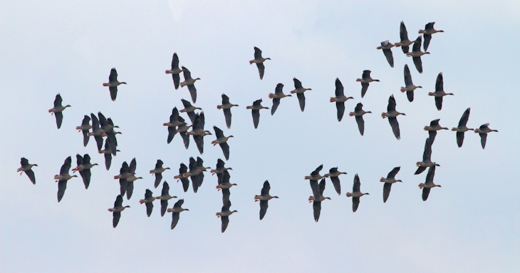 Fra ornit.dk's arbejdsmark: Kortnæbbede Gæs, Vejlerne