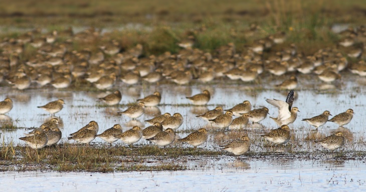 Fra ornit.dk's arbejdsmark: Hjejler, Vejlerne