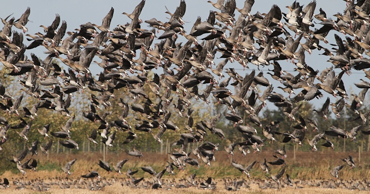 Fra ornit.dk's arbejdsmark: Kortnæbbede Gæs og Bramgæs, Thorup Fjordholme