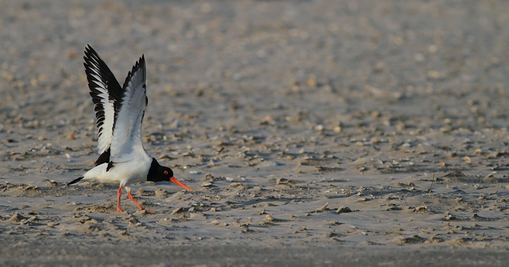 Fra ornit.dk's arbejdsmark: Strandskade, Fanø