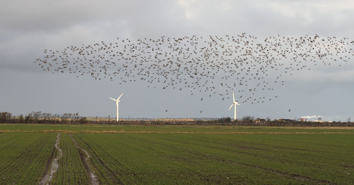 Fra ornit.dk's arbejdsmark: Hjejler, Revlsbuske