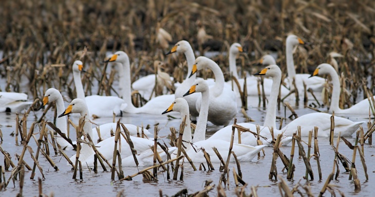 Fra ornit.dk's arbejdsmark: Sangsvaner, Thy