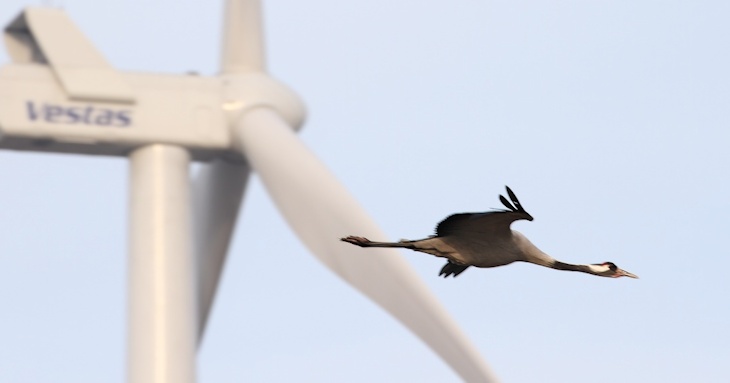 Fra ornit.dk's arbejdsmark: Trane, Thy